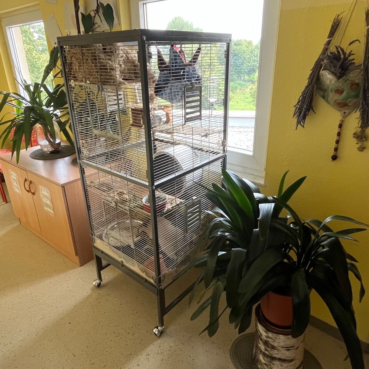 Es wird gezeigt das es ein Haustier gibt.